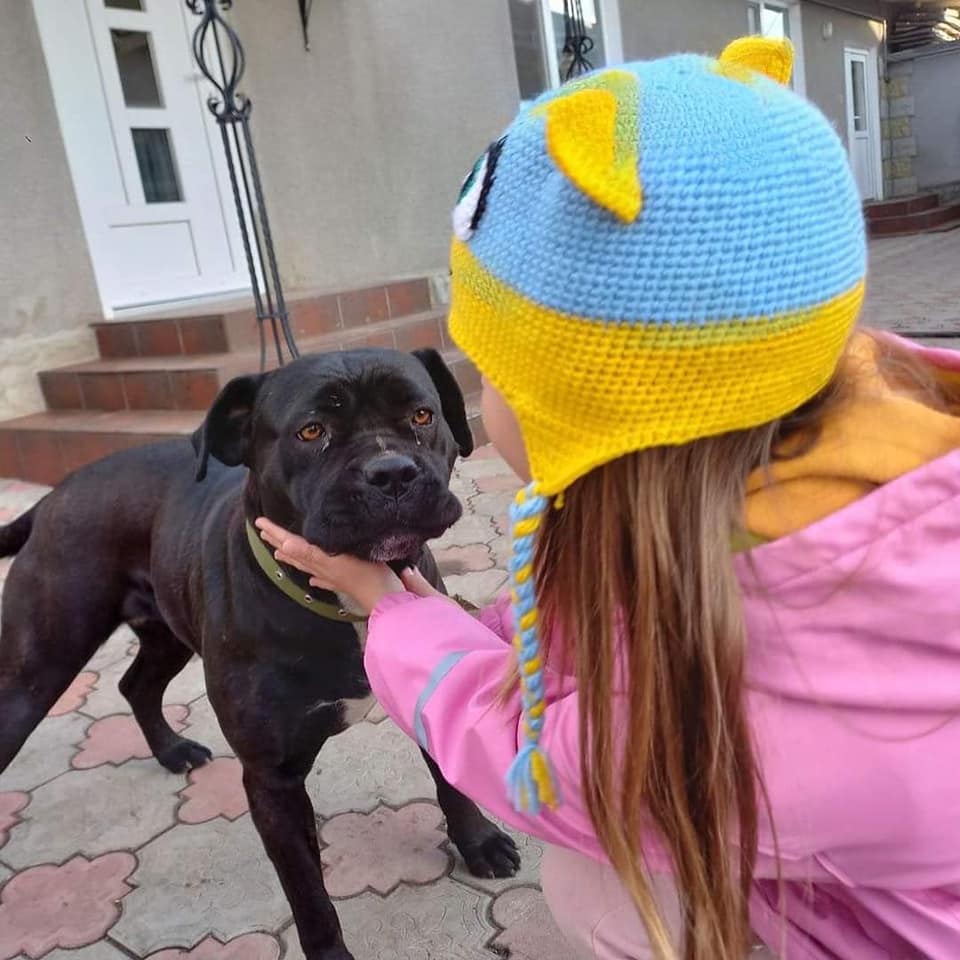 Сім'я загиблого захисника прихистила собаку, якого військовий приручив на фронті (фото)